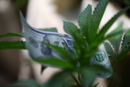 plant cannabis farm plantation medical marijuana hempの写真素材