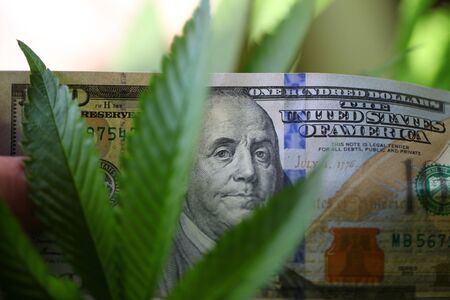 plant cannabis farm plantation medical marijuana hempの写真素材
