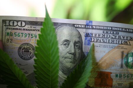 plant cannabis farm plantation medical marijuana hempの写真素材