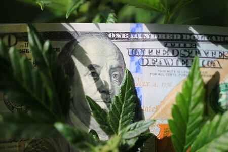 plant cannabis farm plantation medical marijuana hempの写真素材
