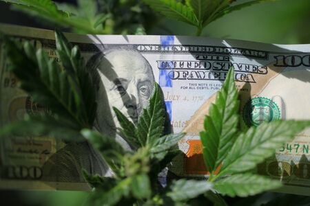 plant cannabis farm plantation medical marijuana hempの写真素材