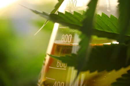 Medical marijuana cannabis cbd oil
