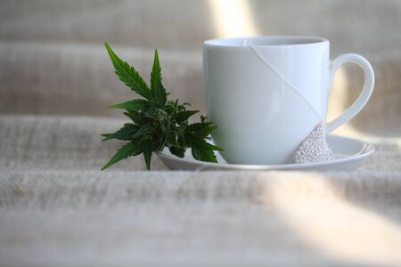 Hemp tea with medical cannabis leavesの写真素材