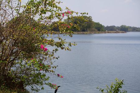 Sri Lanka, Colombo, March 2014 .  view from window  car  road  landscapeのeditorial素材