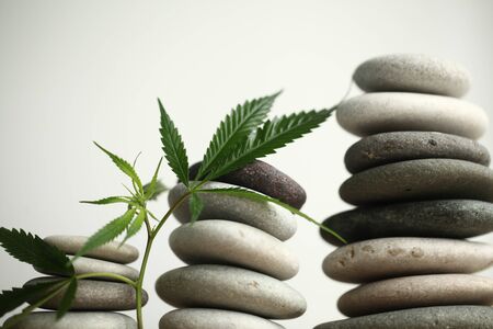 Medical marijuana cannabis cbd oilの写真素材