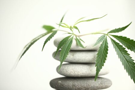 Medical marijuana cannabis cbd oilの写真素材