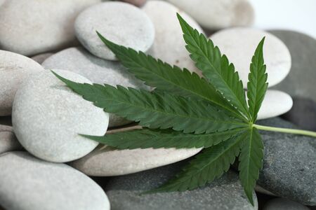 Medical marijuana cannabis cbd oilの写真素材