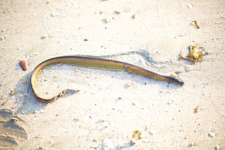 Sri Lanka, Colombo,March 2014. beach resort tropicalのeditorial素材