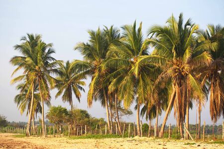Sri Lanka, Colombo,March 2014. beach resort tropicalのeditorial素材