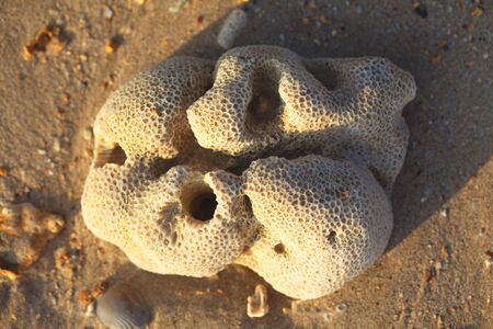 Sri Lanka, Colombo,March 2014. beach resort tropicalのeditorial素材