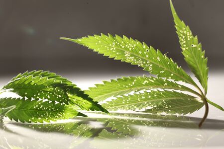 spider mite medical marijuana cannabis plant pests