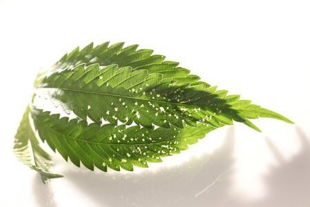 spider mite medical marijuana cannabis plant pestsの写真素材