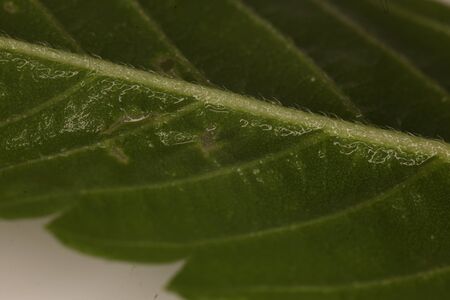 spider mite medical marijuana cannabis plant pests