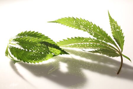 spider mite medical marijuana cannabis plant pests