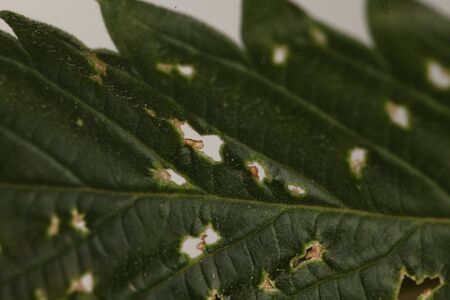 spider mite medical marijuana cannabis plant pests