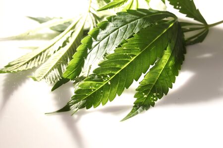 spider mite medical marijuana cannabis plant pestsの写真素材