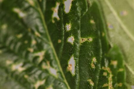 spider mite medical marijuana cannabis plant pestsの写真素材