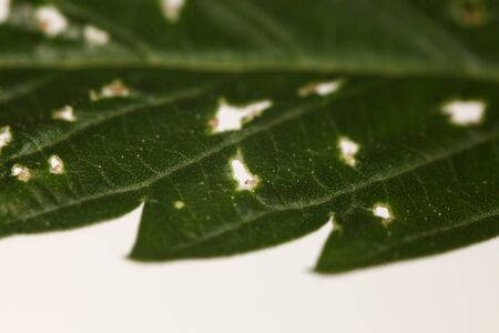 spider mite medical marijuana cannabis plant pests