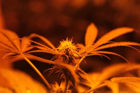 plant cannabis farm plantation medical marijuana hempの写真素材
