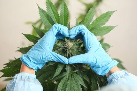 close up scientist hand gloves checking hemp plant . Concept herbal alternative medicine, cbd, pharmaceptical industryの写真素材