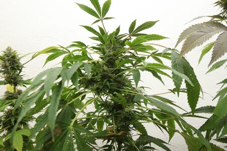 medical marijuana growing cannabis plantsの写真素材