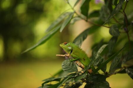 green chameleon sitting on a tree branch in a tropical gardenの写真素材