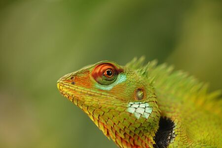 green chameleon sitting on a tree branch in a tropical gardenの写真素材