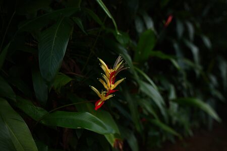 flowers plants  in garden tropical sri lankaの写真素材