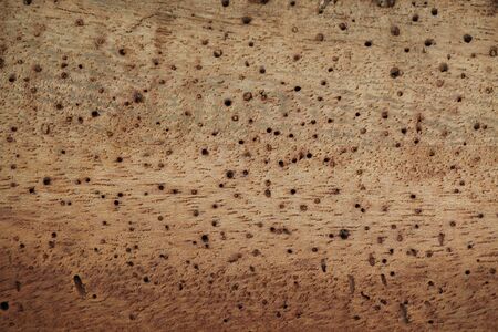 palm tree wood plank surface texture brownの写真素材