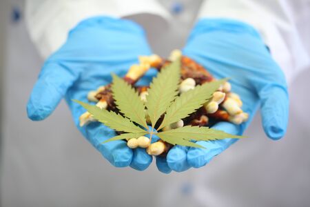 cannabis leaf on dog food in the hands of a veterinarianの写真素材