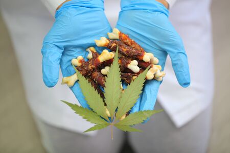cannabis leaf on dog food in the hands of a veterinarianの写真素材
