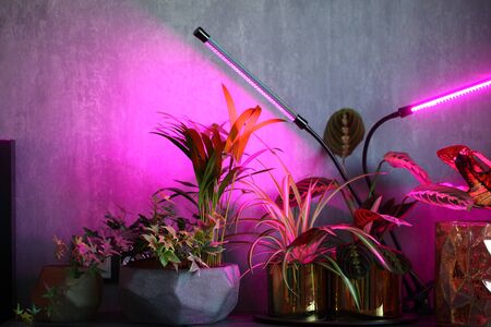 phytolamps illuminate potted plants on a shelf in a roomの写真素材