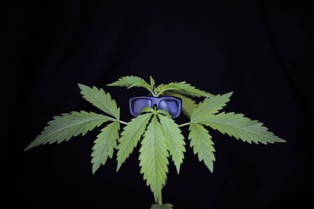 cannabis plant in sunglasses. vacation relaxationの写真素材