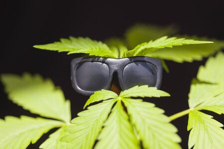 cannabis humor marijuana plant in sunglassesの写真素材