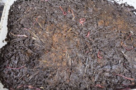 dung worms in a plastic box for transportation