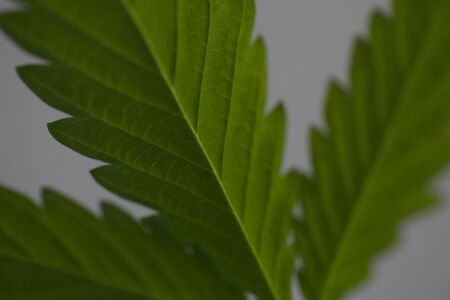 plant cannabis farm plantation medical marijuana hempの写真素材