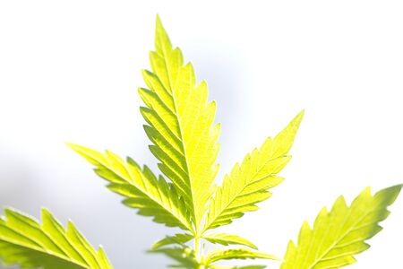 plant cannabis farm plantation medical marijuana hemp