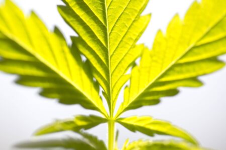 plant cannabis farm plantation medical marijuana hemp