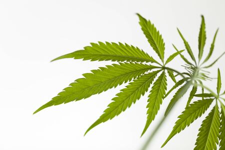 plant cannabis farm plantation medical marijuana hempの写真素材