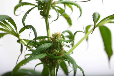 medical marijuana growing cannabis plantsの写真素材