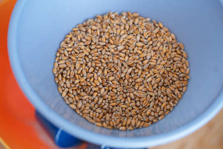 Dried grain wheat sprouts bio foodの写真素材