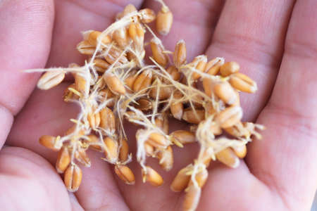 Dried grain wheat sprouts bio food
