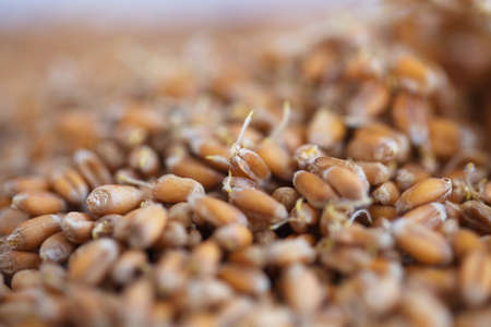 Dried grain wheat sprouts bio foodの写真素材