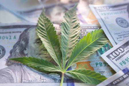 cannabis drug business in america. dollars and marijuana