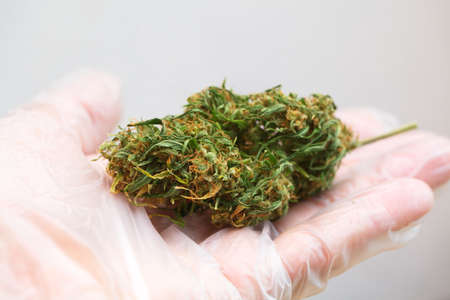 close up scientist hand gloves checking hemp plant. Concept herbal alternative medicine, cbdの写真素材