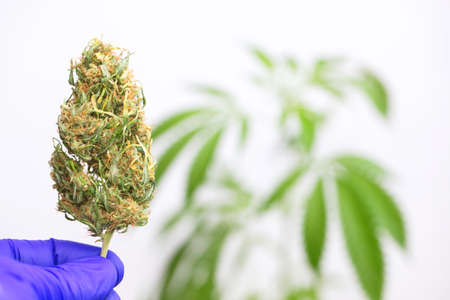 close up scientist hand gloves checking hemp plant. Concept herbal alternative medicine, cbd