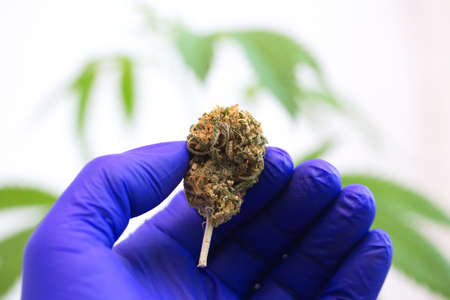 close up scientist hand gloves checking hemp plant. Concept herbal alternative medicine, cbd