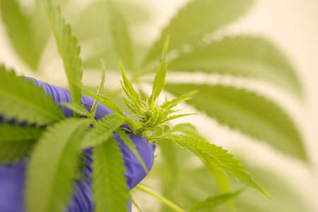 close up scientist hand gloves checking hemp plant. Concept herbal alternative medicine, cbdの写真素材