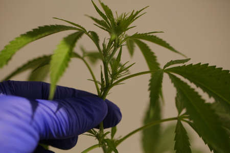 close up scientist hand gloves checking hemp plant. Concept herbal alternative medicine, cbd