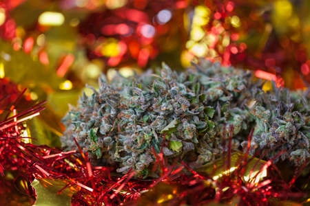 New Year's story with cannabis. big cannabis cone christmas decorationの写真素材
